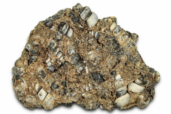 Fossil Freshwater Snails (Elimia) In Limestone - Wyoming #327019